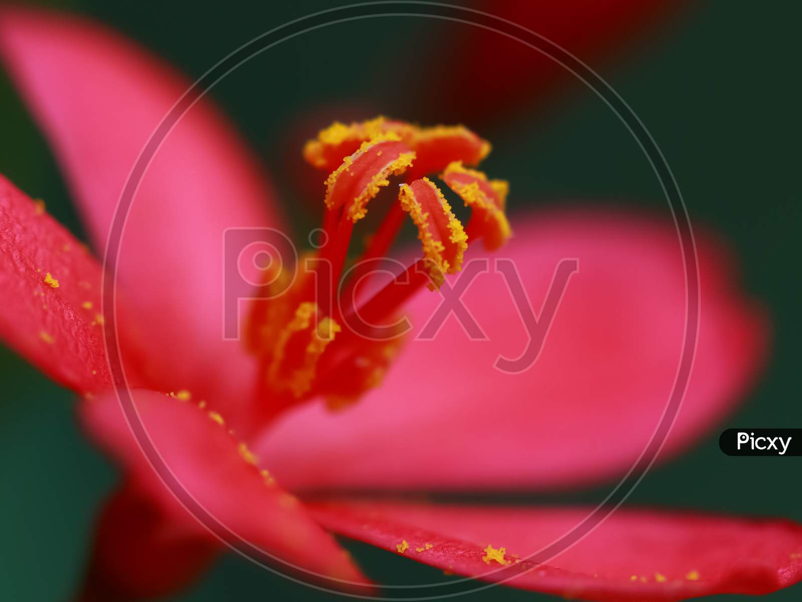 Macro image of a beautiful red flower with yellow pollen fallen on petals