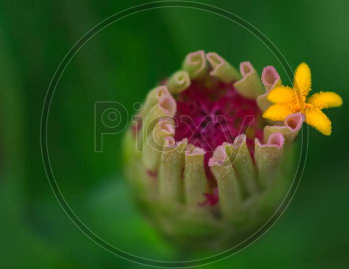 Macro image of a zinnia flower bud with a yellow flower blooming