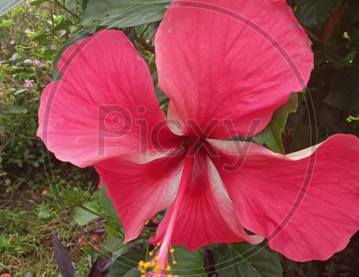 Red flower in garden