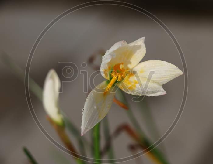 Flower  closeup