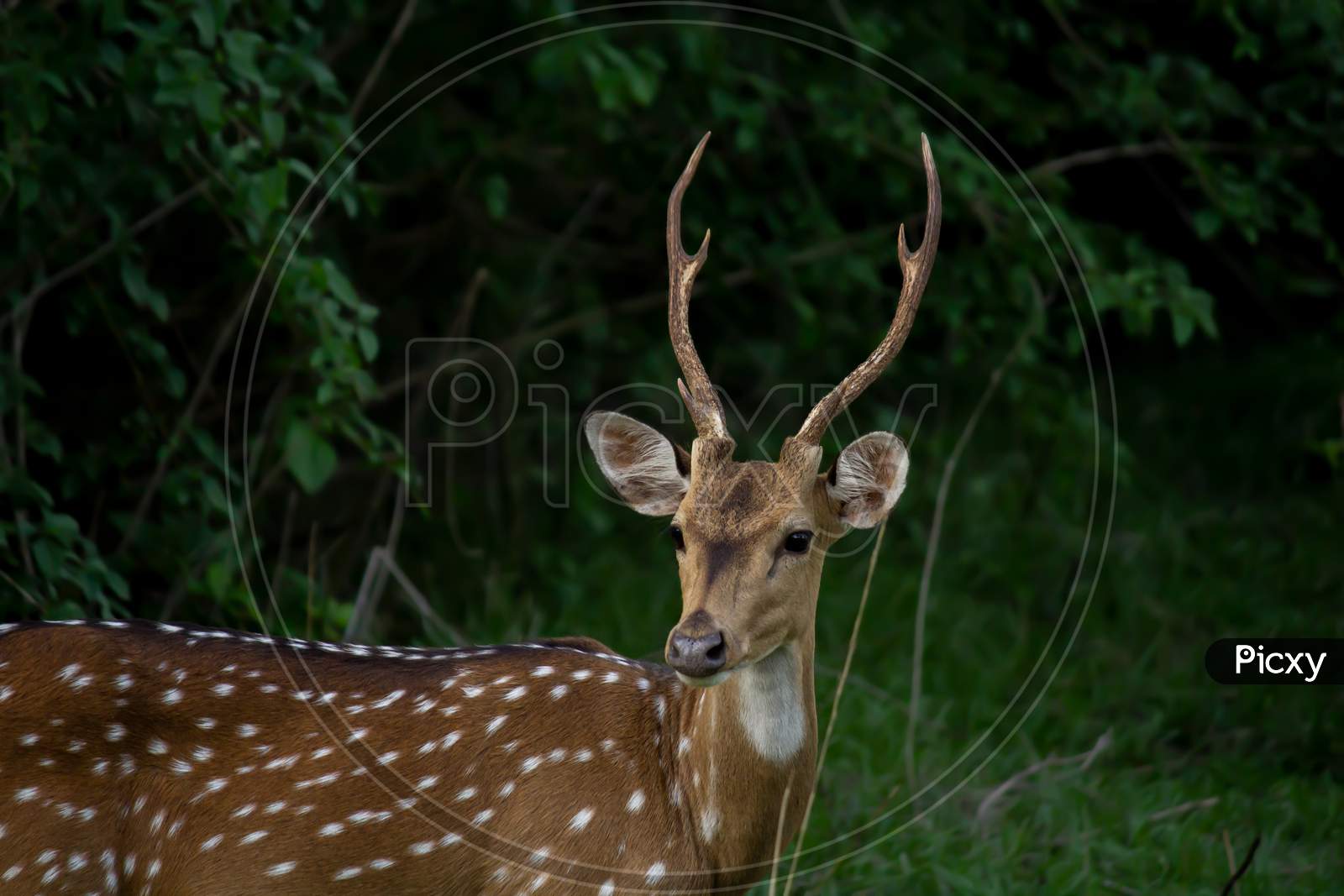 Close Up Portrait Of A Deer Standing In A Forest