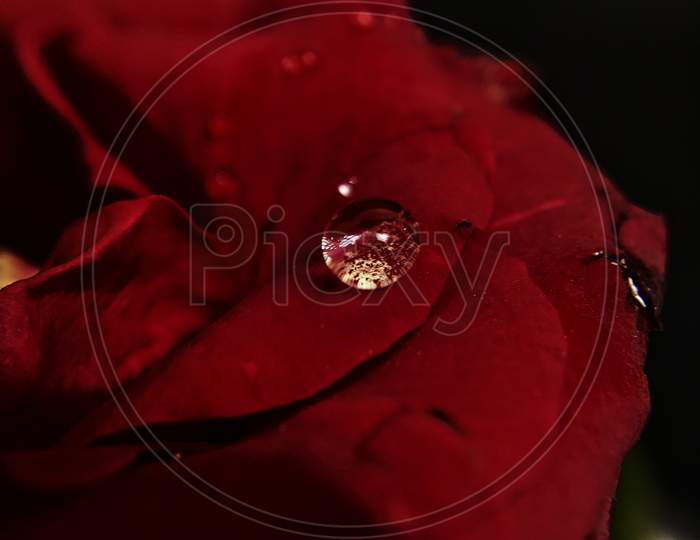 Rose with water drop