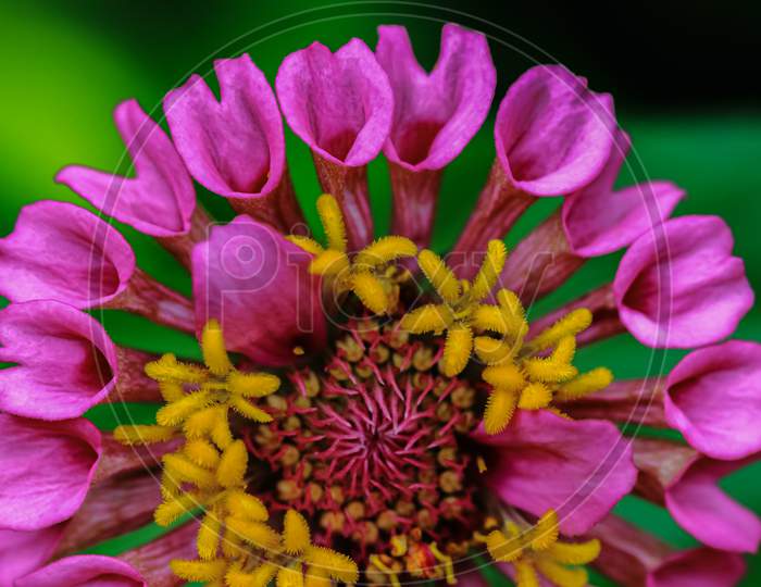 Macro image of a zinnia flower bud with vibrant colors
