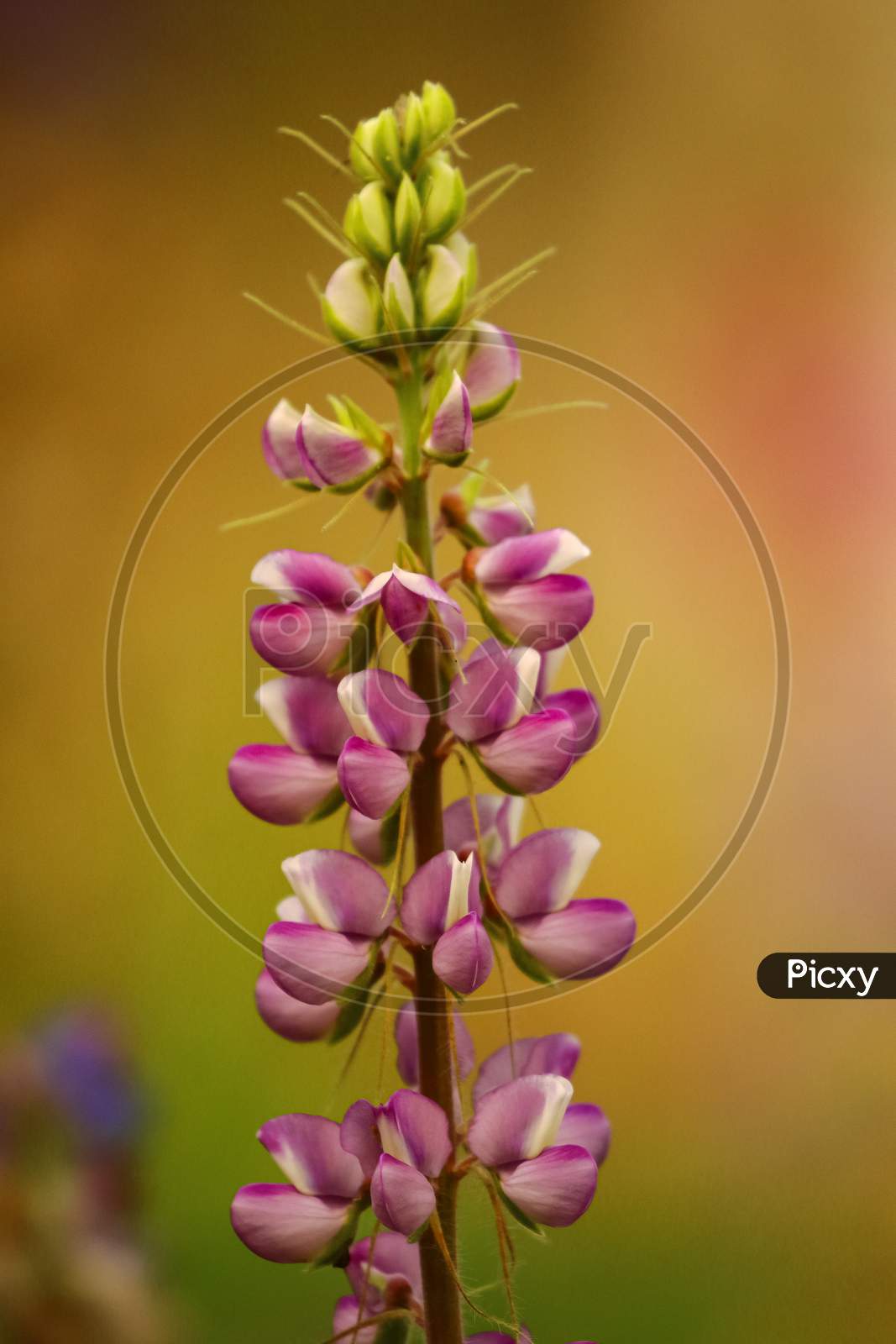 Macro image in very low light of a flower with vibrant colors and blur background