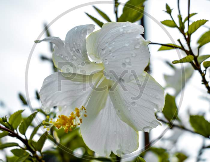 White flower after rain