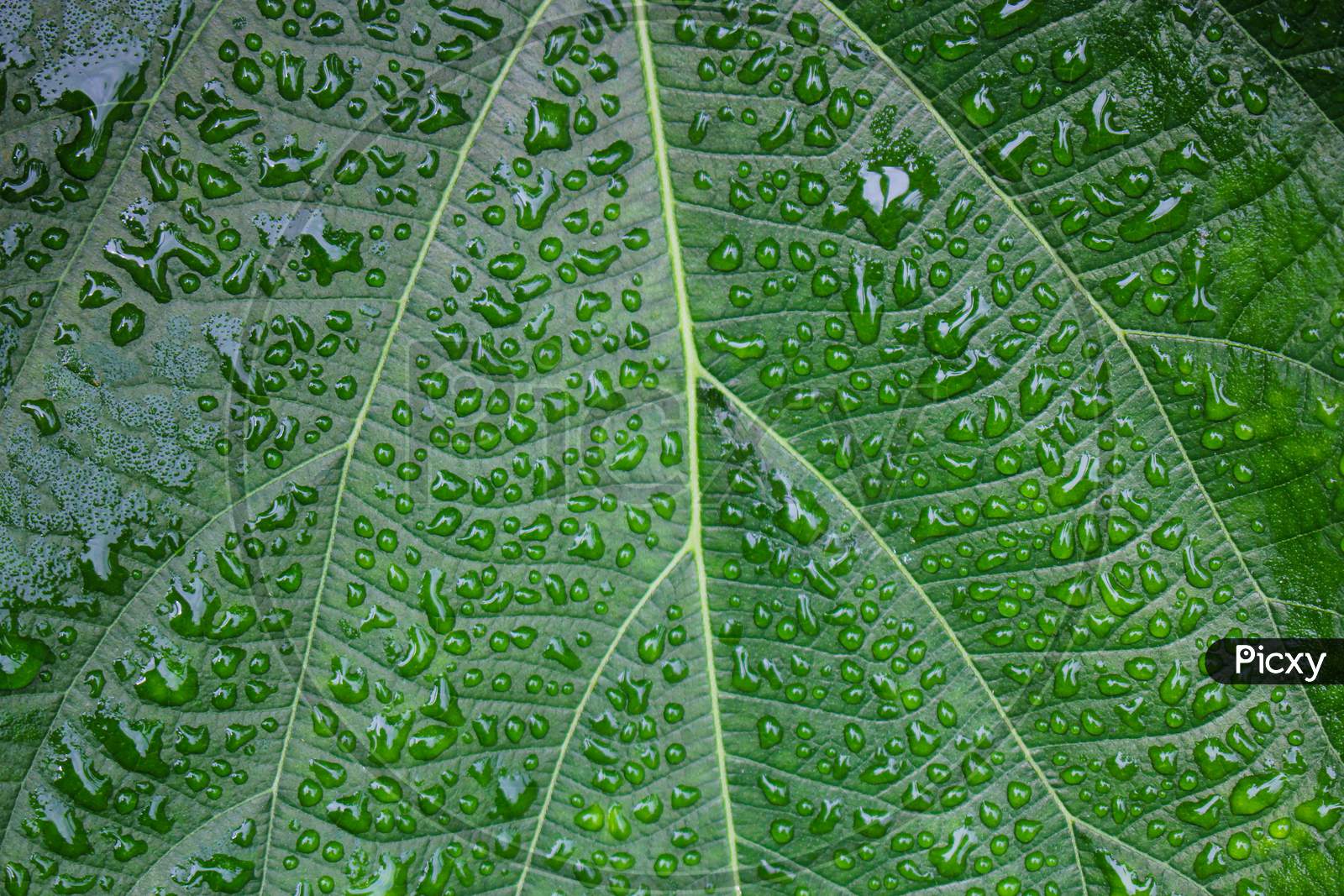 Dew On The Leaves Background,Green Background Image