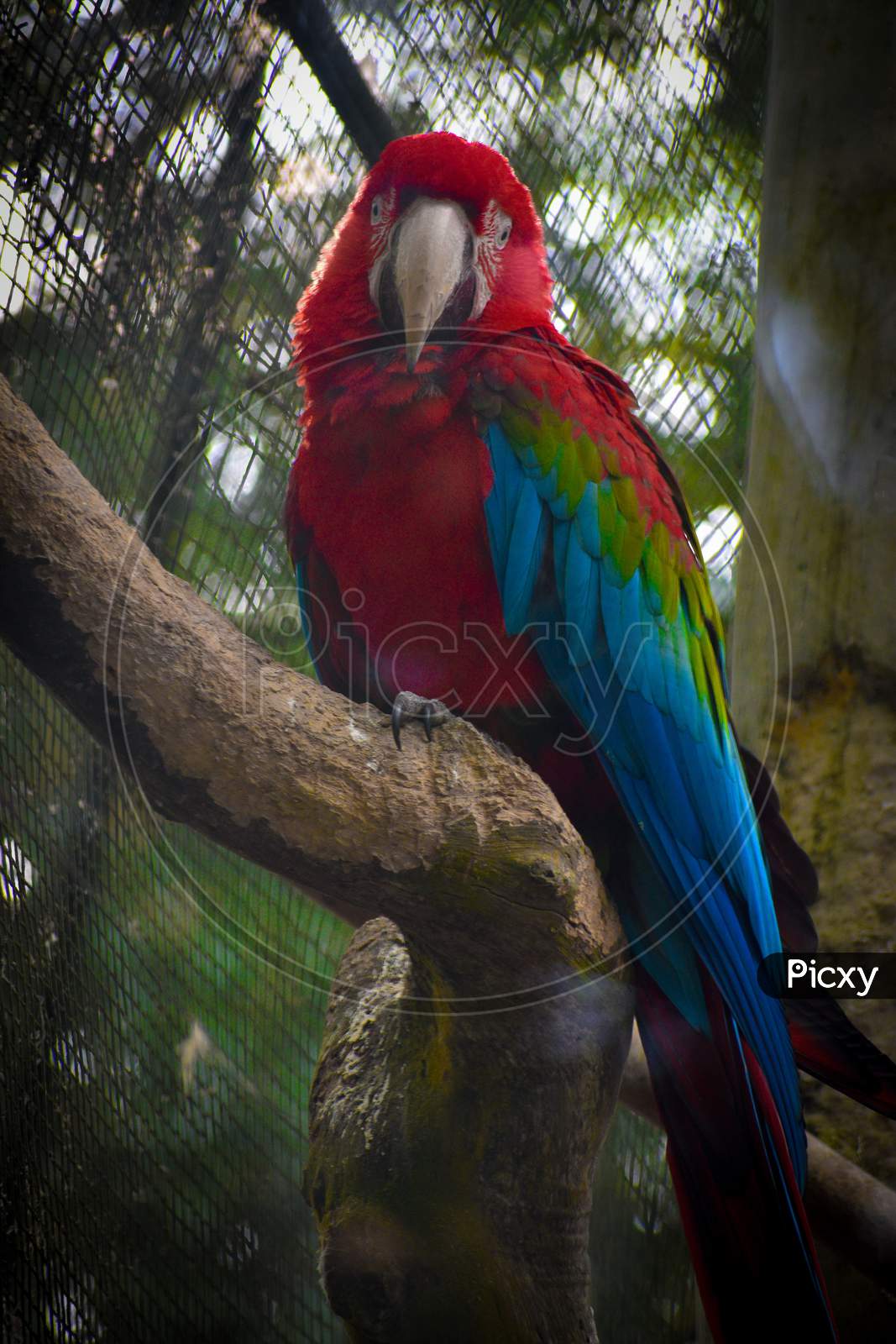 The Macaw parrot