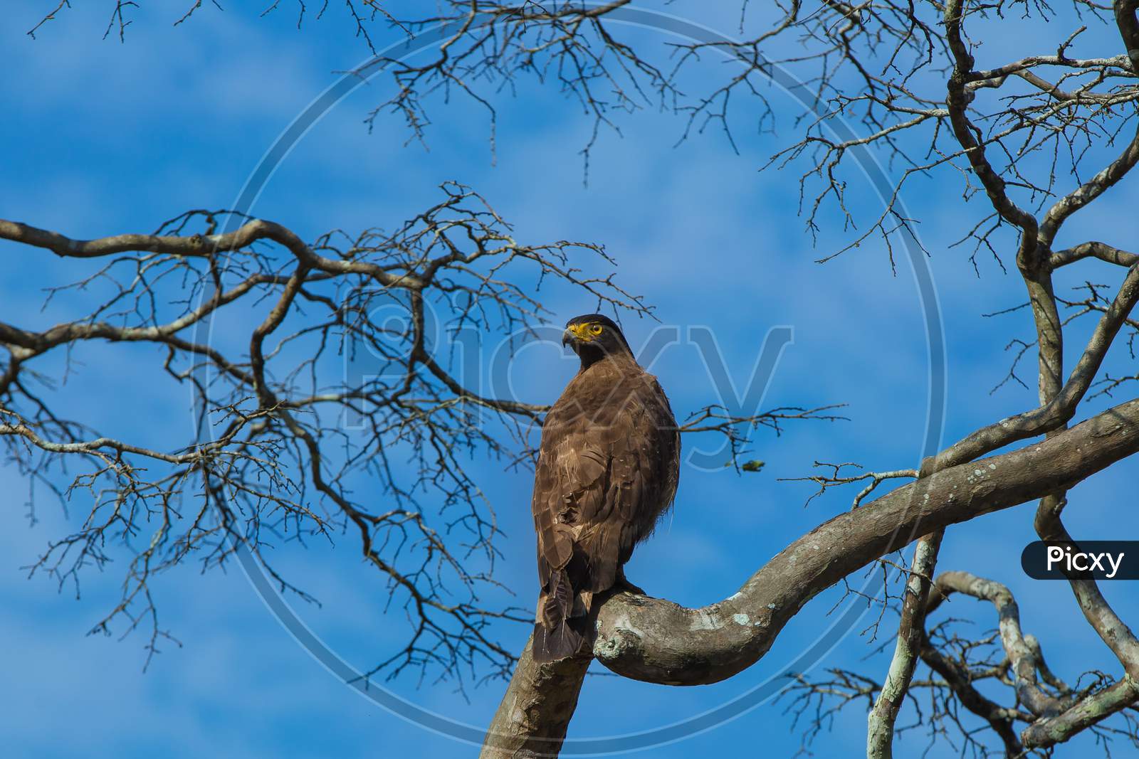 Serpent Eagle perched on a dry tree branch