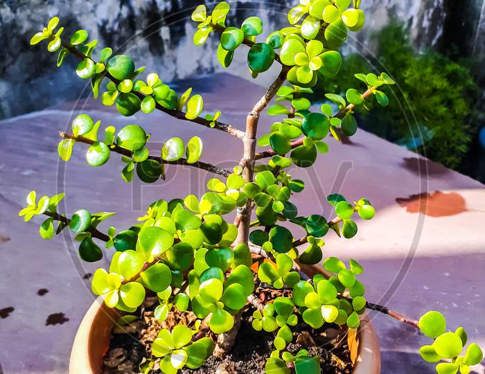 2 year old jade plant