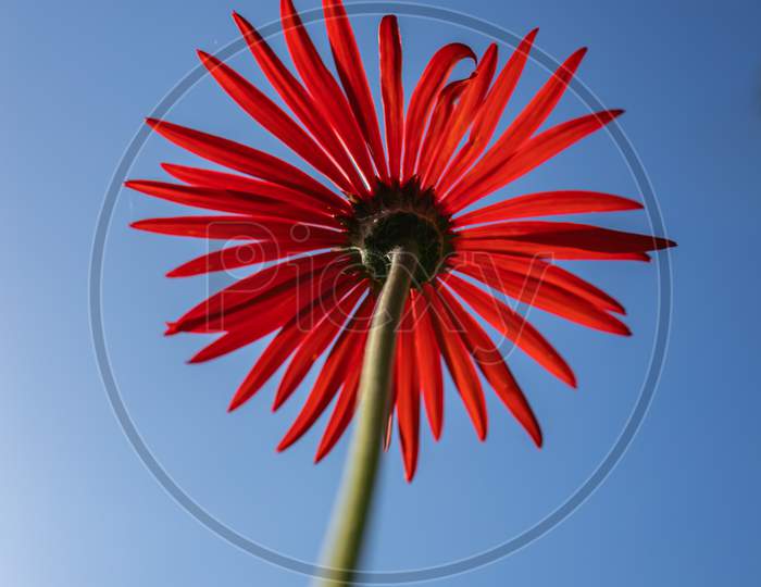 Abstract close up Macro image of a red Gerbera taken from the rear side
