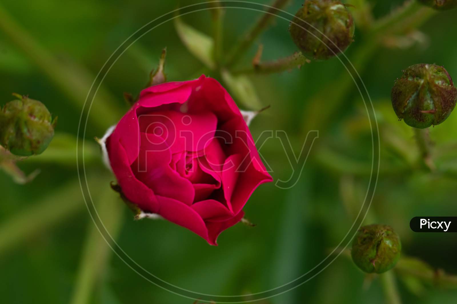 Macro image of a red rose bud half opened with green blur background