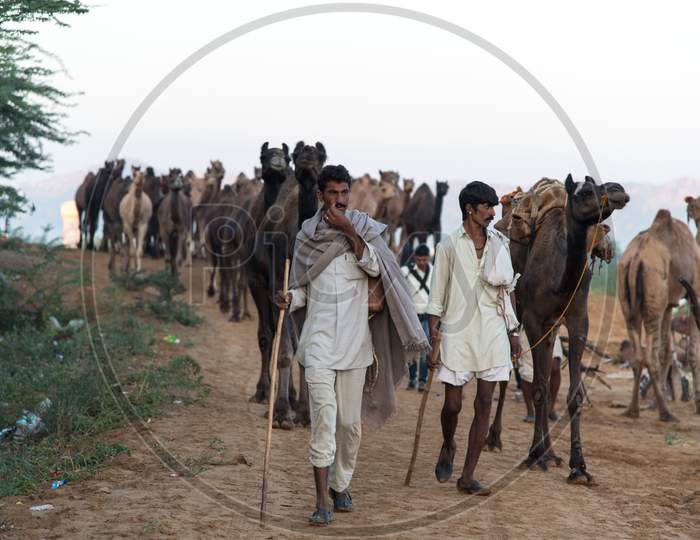 Camels and herders