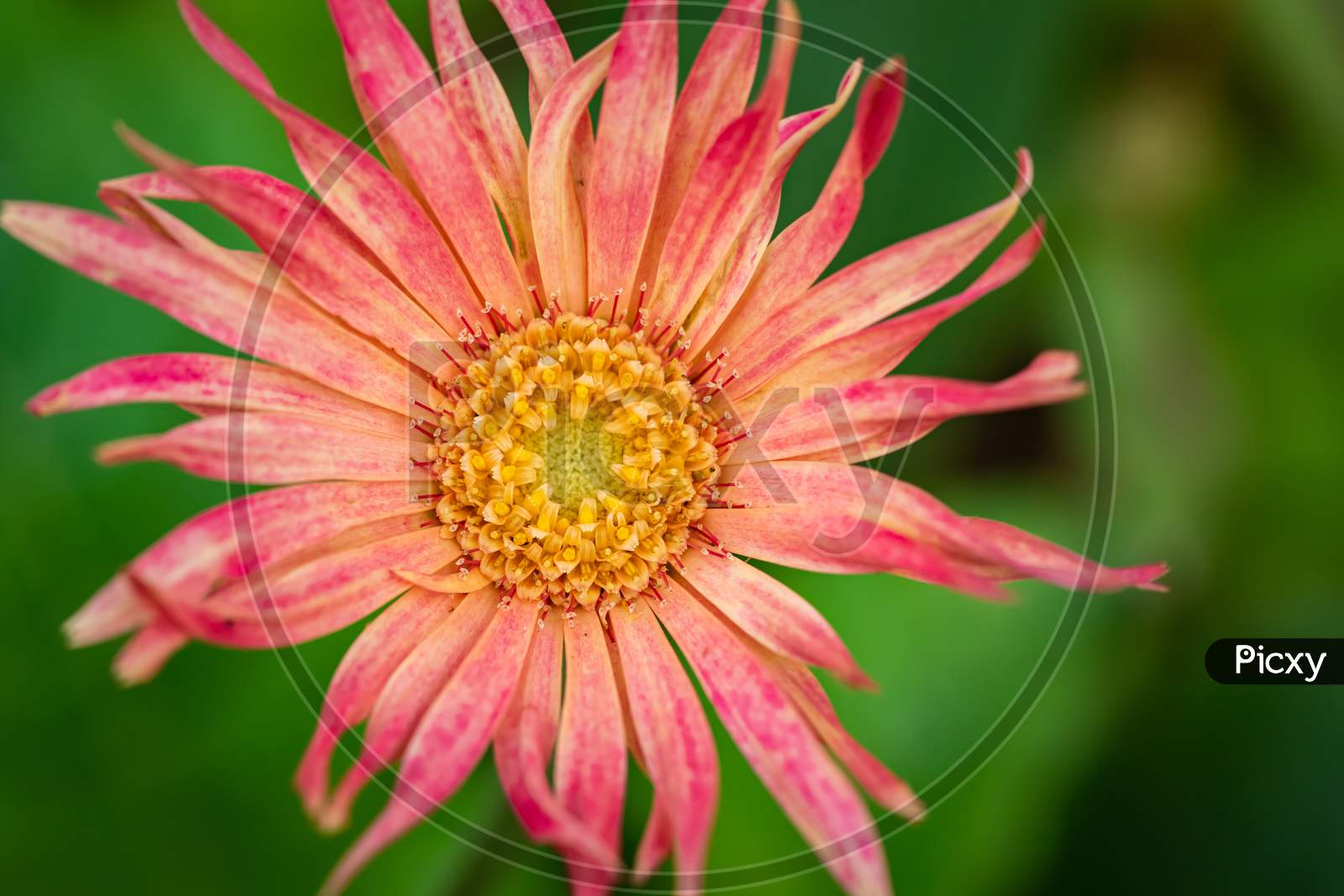 image of a pink flower with green blur background