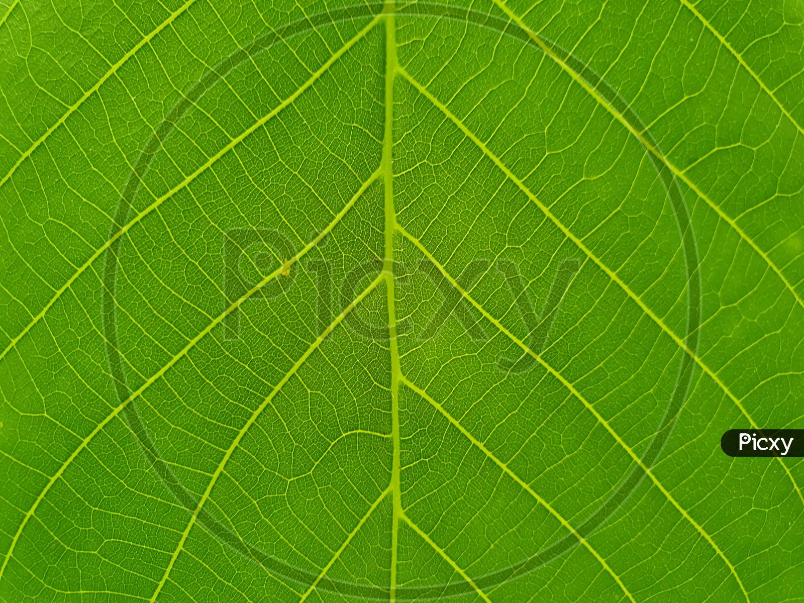 Macro Photography - Closeup of fresh green leaf, Close up shot of walnut leaf, Close up of light green leaf - Stock Photo