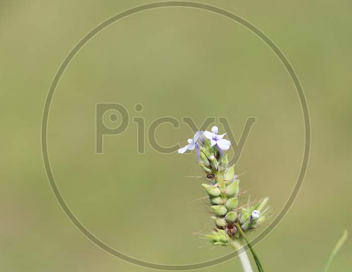 Close-up flower