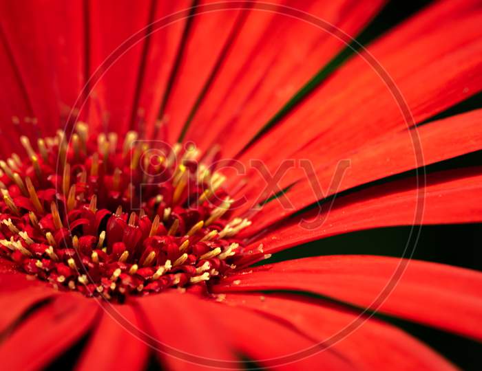 A close up image of a red Gerbera as an abstract
