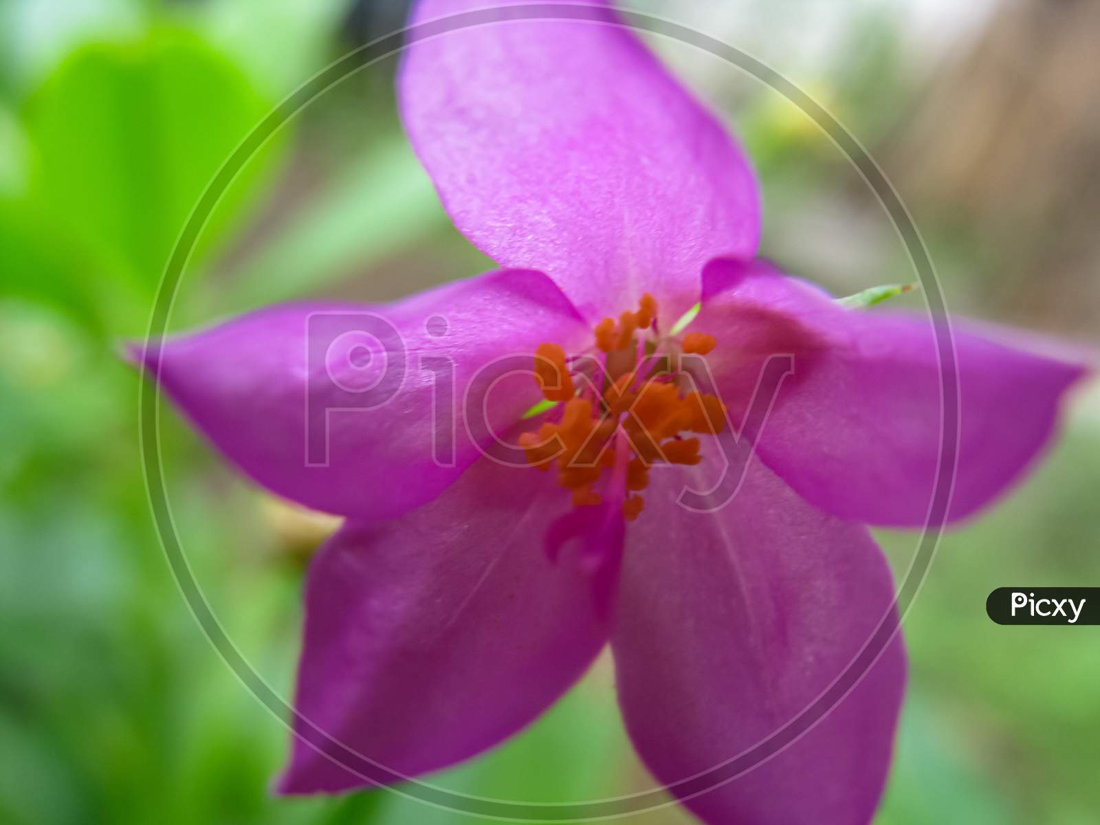 A shallow depth of field macro image of a purple water leaf flower