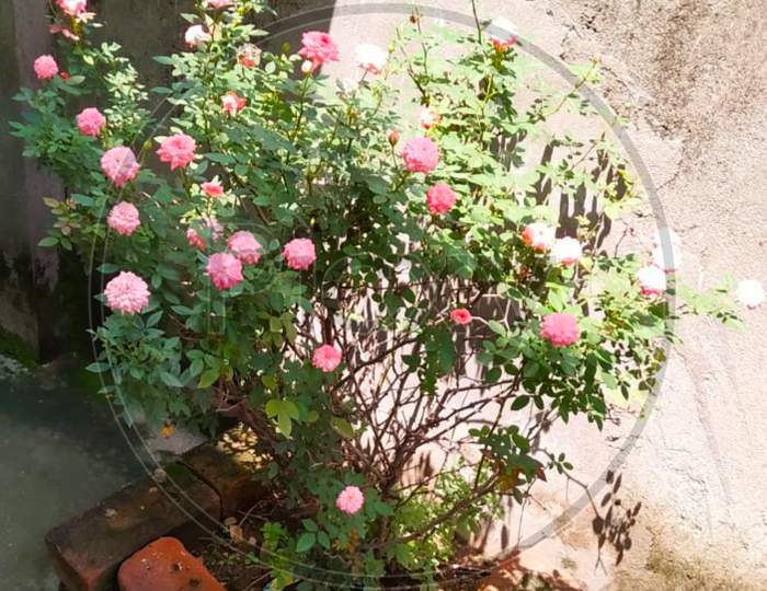 Rose plant with flowers