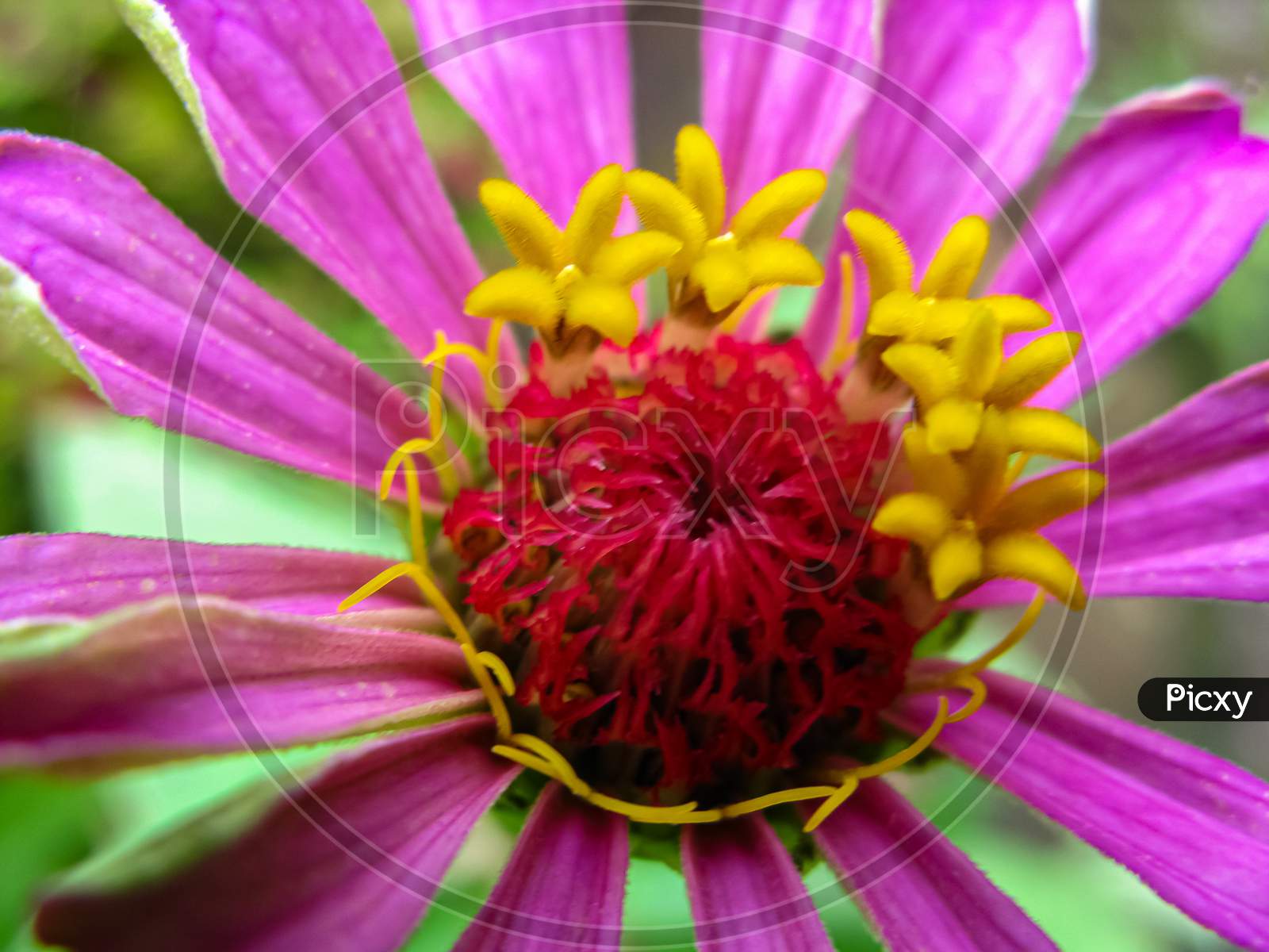 Macro image of a zinnia flower with vibrant colors and blur green background