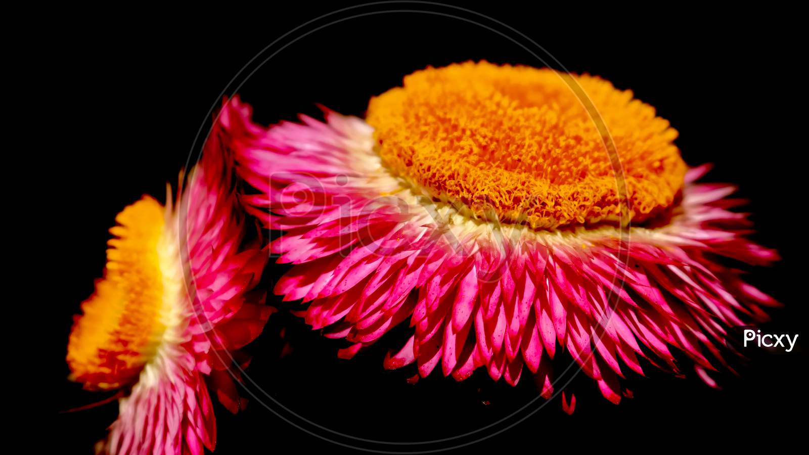 macro image of a beautiful pink flowers with yellow cone on top
