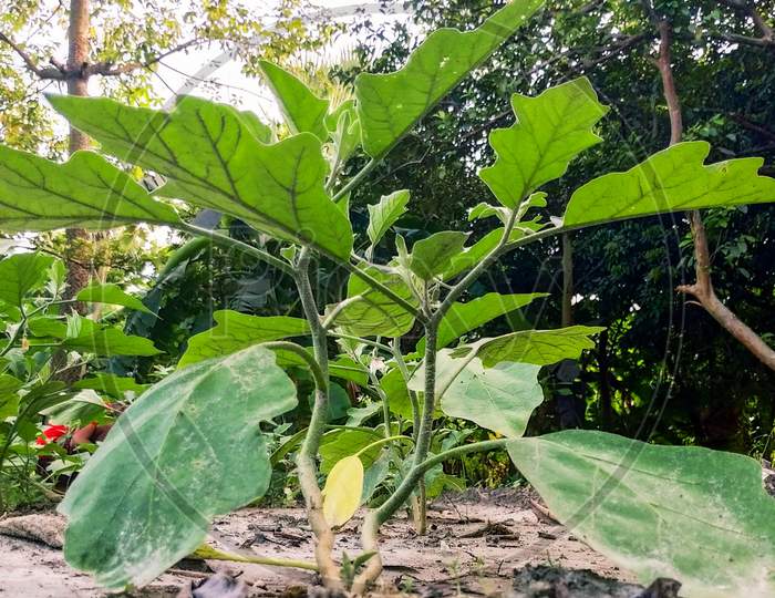 cultivation of Brinjal
