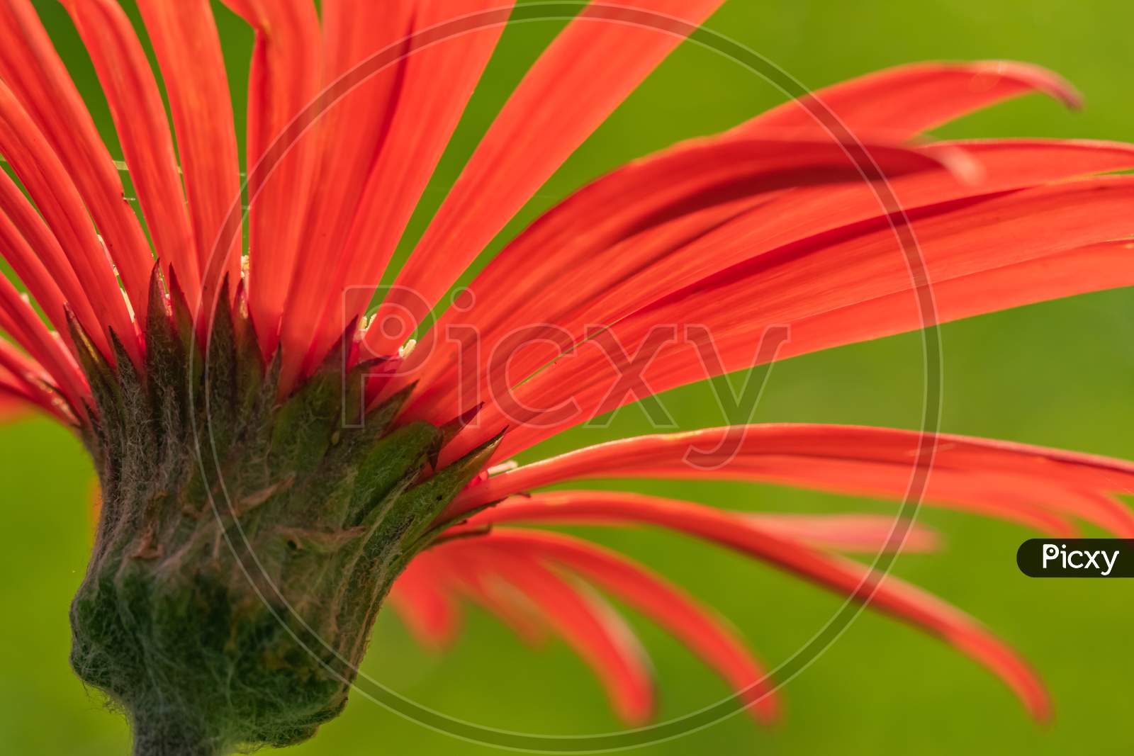 Abstract close up Macro image of a red Gerbera taken from the rear side of the flower