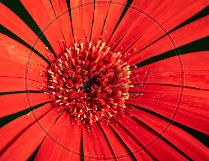A close up image of a red Gerbera as an abstract
