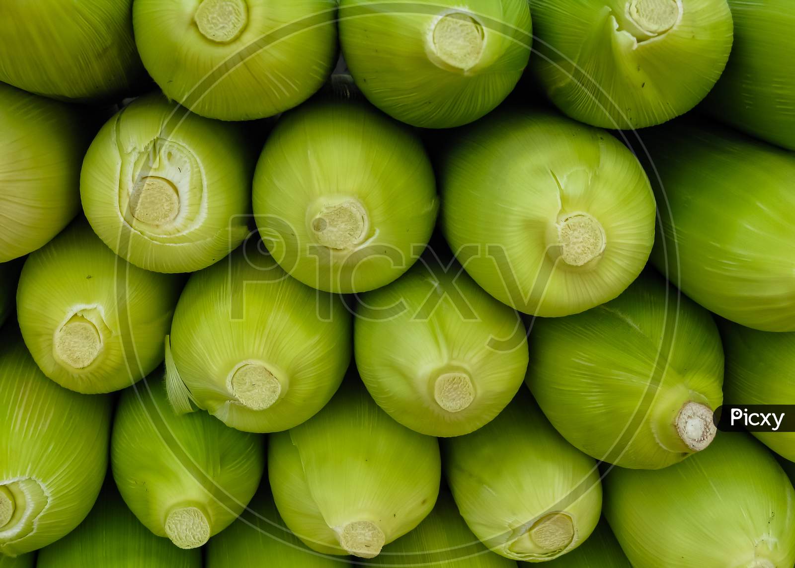 Close up image of Raw sweet corn stacked on top of each other