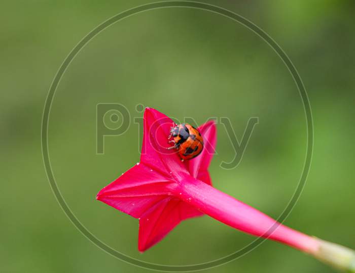 beaulyful Ladybug rests on a flower, blur background image