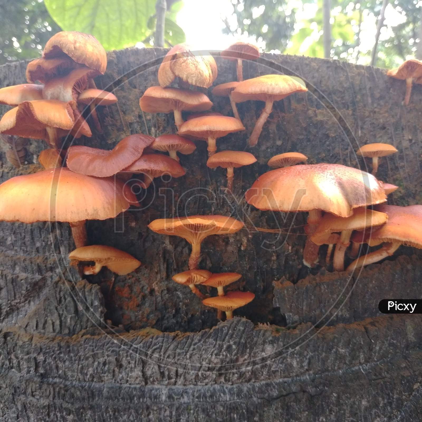 This is wonderful Mushroom