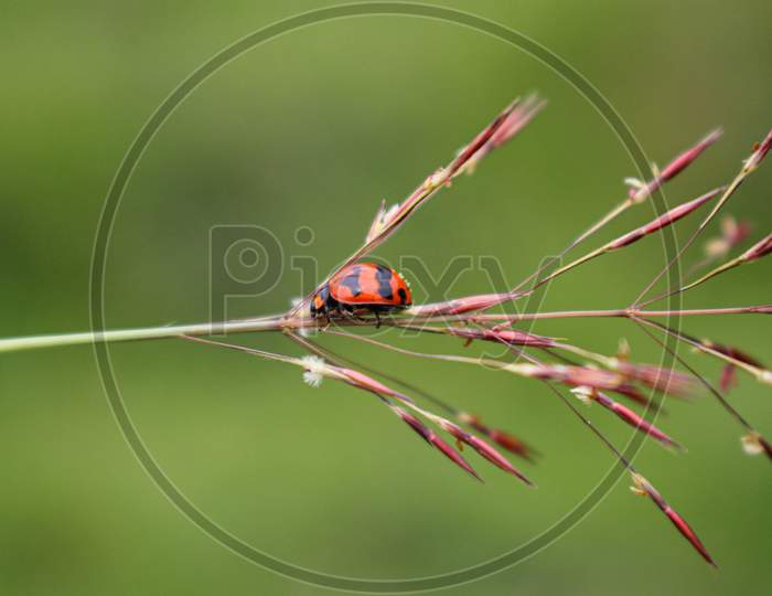 Beaulyful Ladybug Rests On A Flower, Blur Background Image