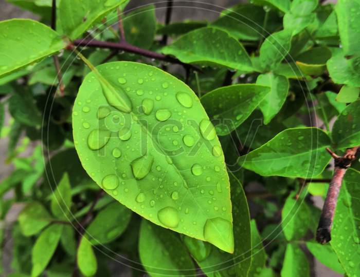 Green leaf with water drops