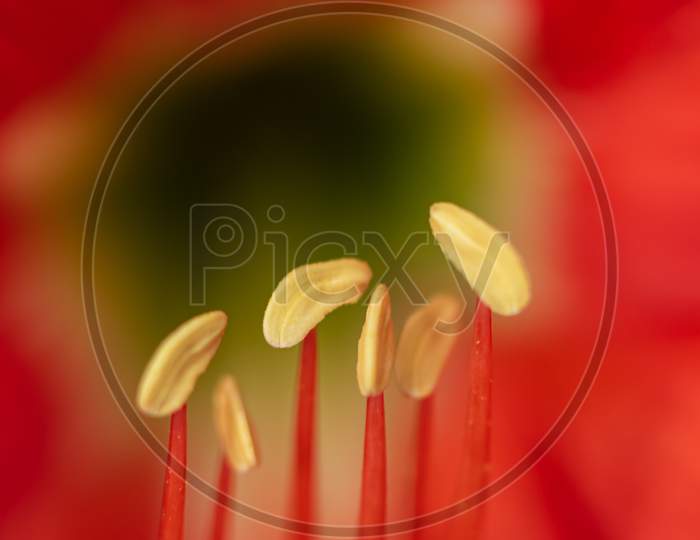 Selective focus Macro image of stamen of red Lily flower