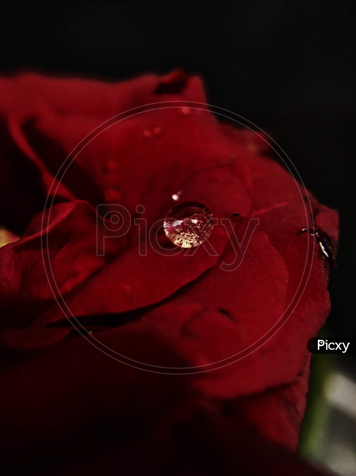 Rose with water drop