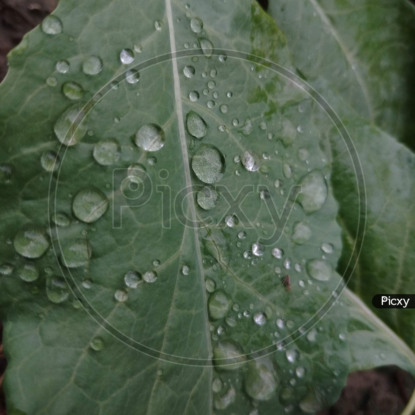 Cauliflower leaf with water drops