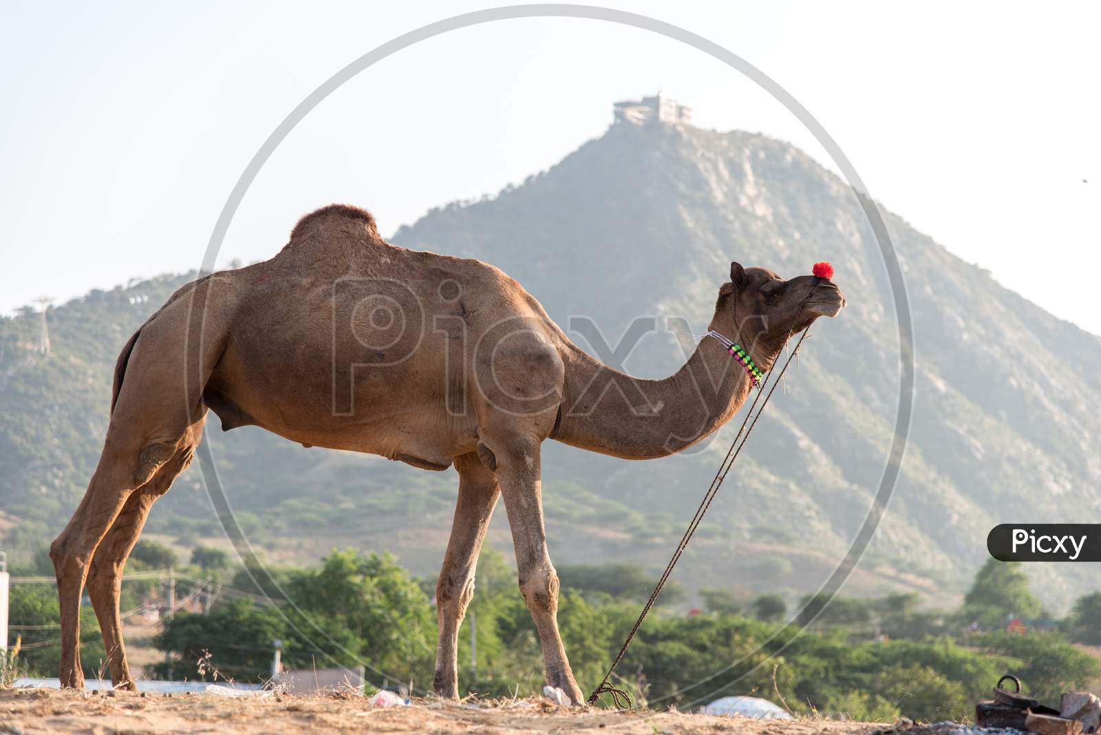 Camel on dunes