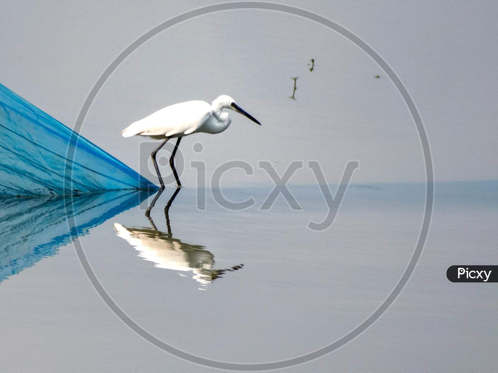 An Egret on Water with a reflection on it