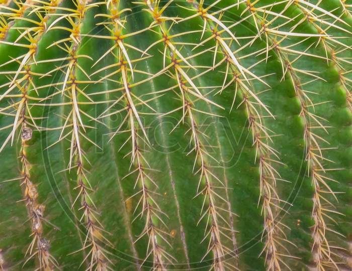 macro image of a  green cactus with thorns in a pattern