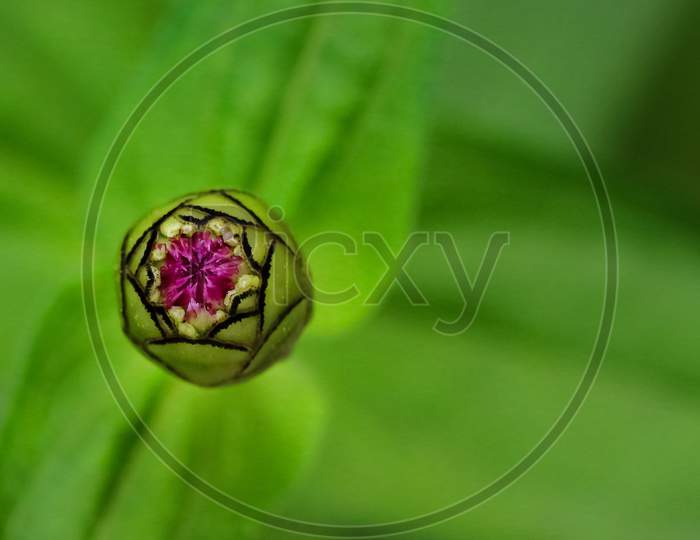 Macro image of a zinnia flower bud with blur green background