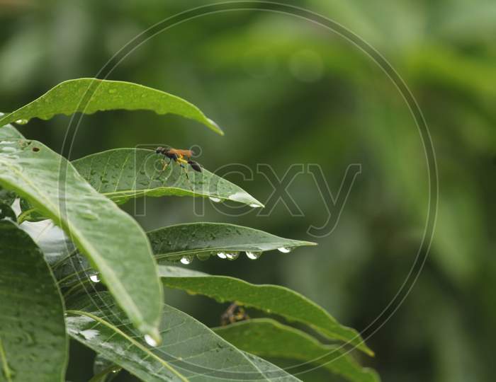 insect on the leaves