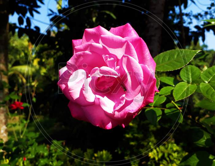 Beautiful shiny pink flower in the garden