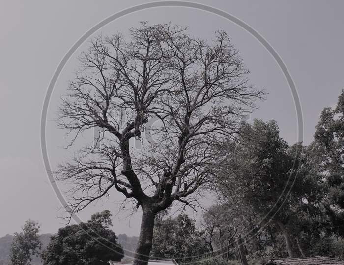 An Old tree