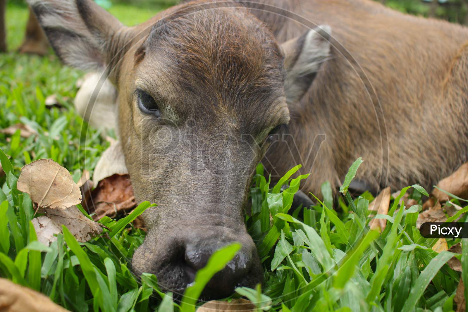 Cute baby buffalo in farm,Cute animal. Farmer's friend