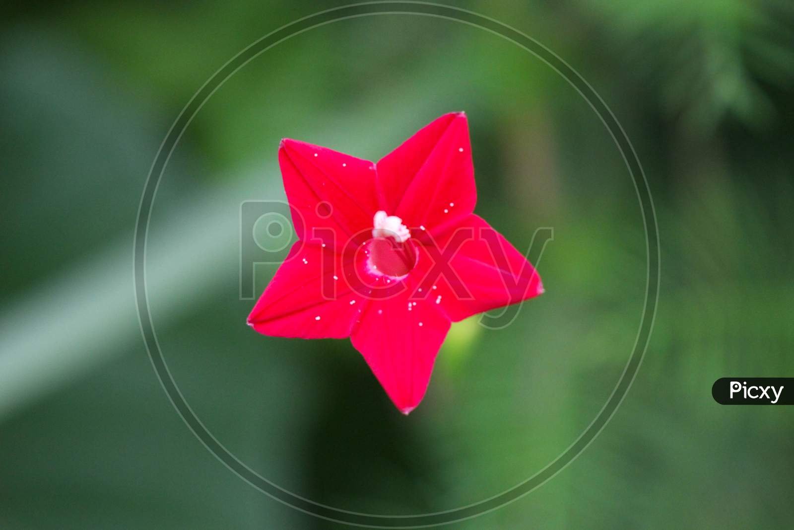 Beautyful Flower Background Pink Flower Star Flower Image