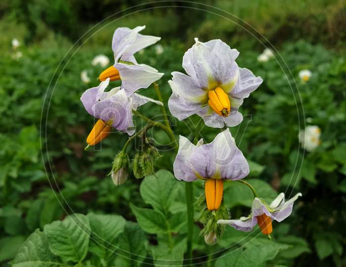 Macro Photography - Photo of potato flower, White and purple color flower, Potato plants in organic farm, Closeup shot of potato flowers