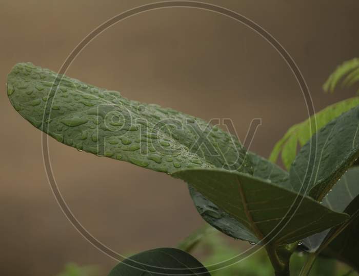 rain drop on green leaf