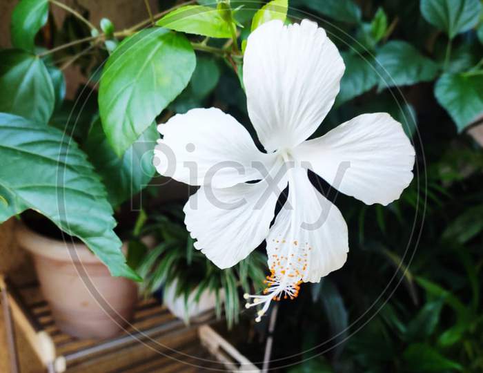 White Hibiscus  flower