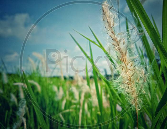 Grass flower portrait