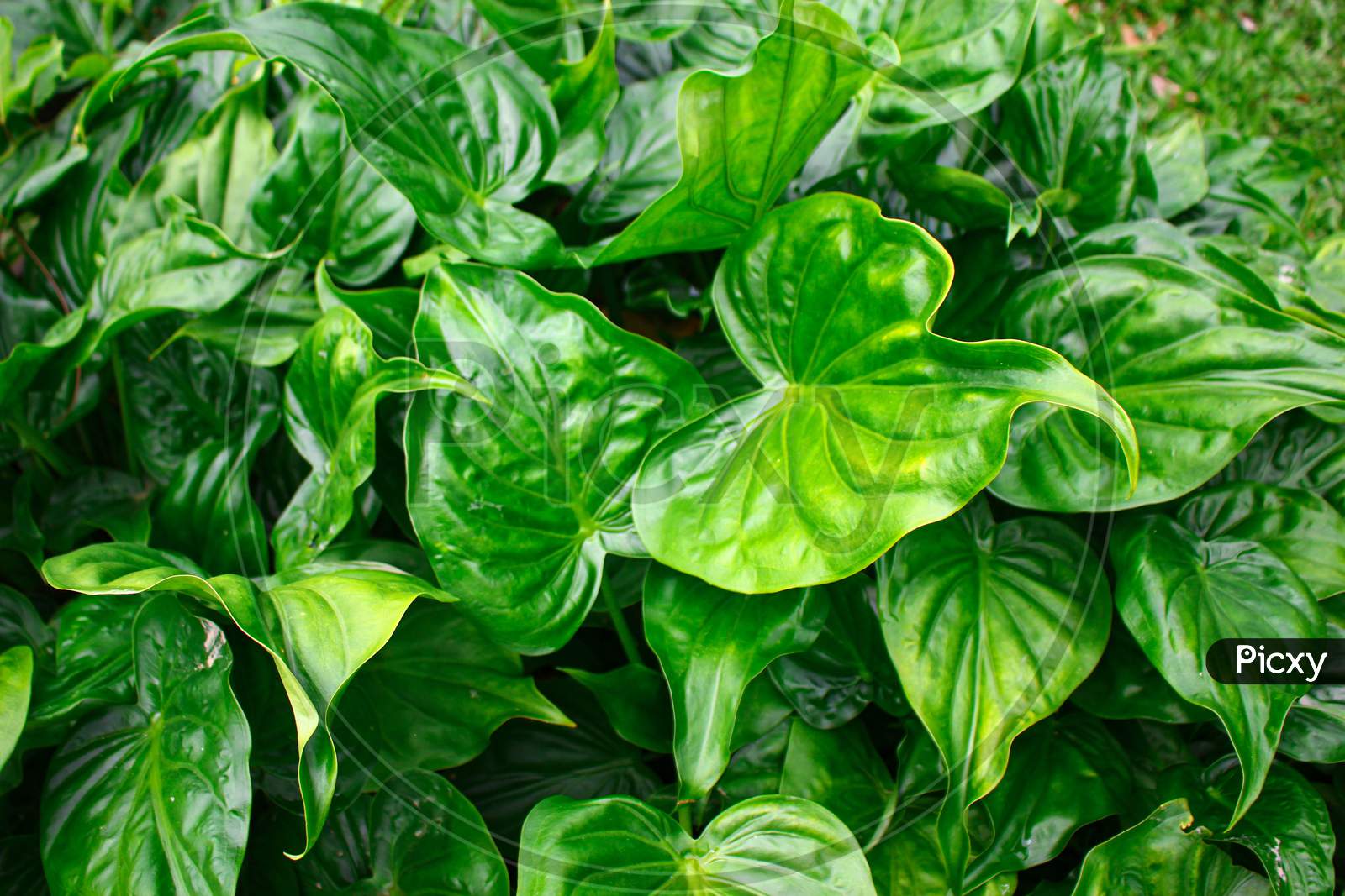 Tropical Green leaves,leaves texture asia nature image