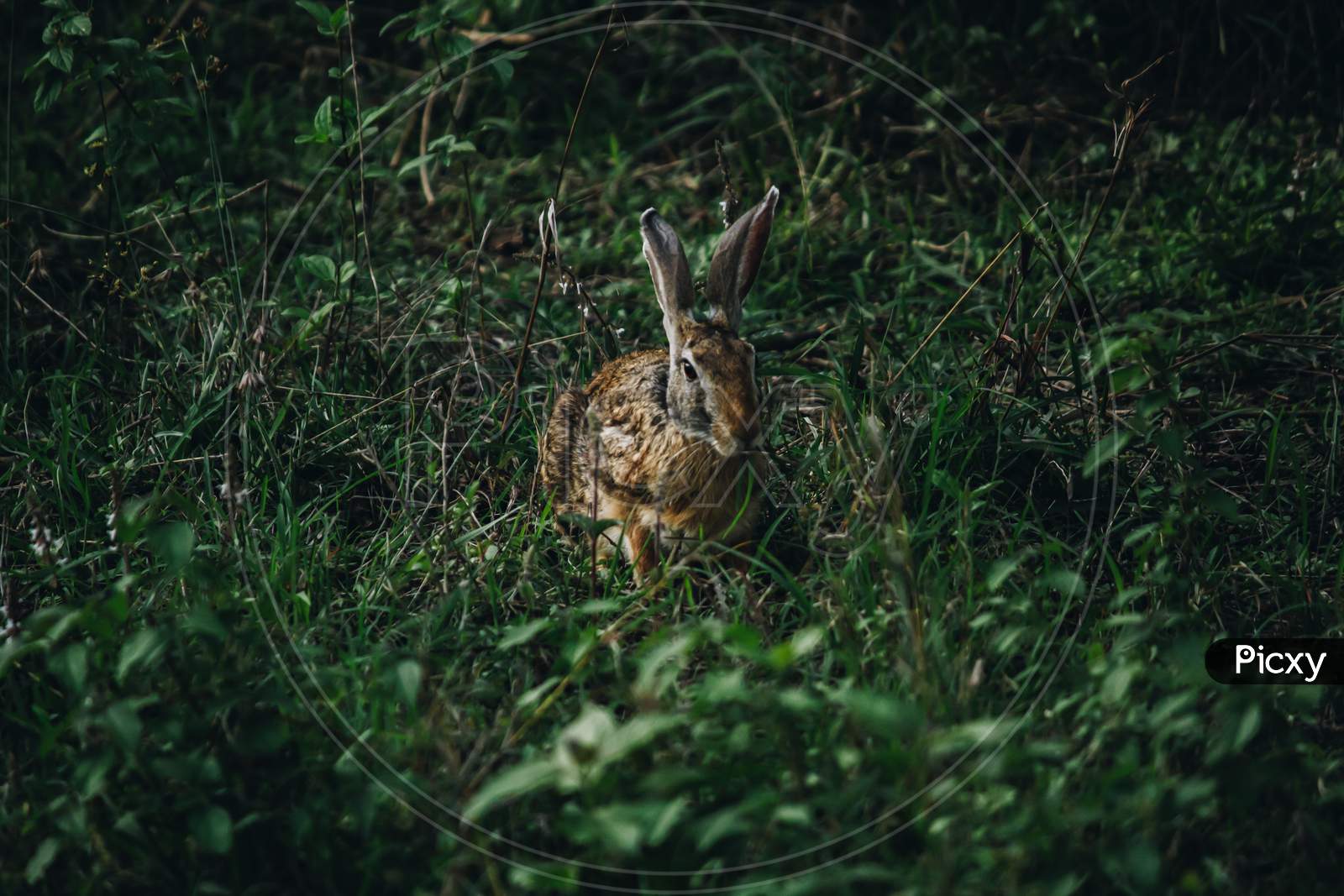 Selective Focus Close Up Of A Wild Rabbit